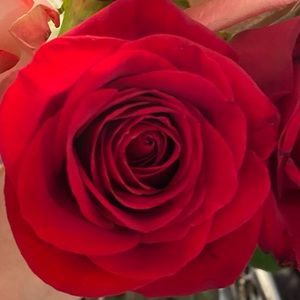 Meet your Posher, Susan